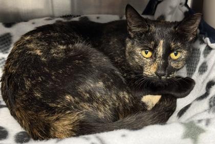 Pancake, Adoptable, Adult Female Domestic Short Hair & Domestic Short Hair.
