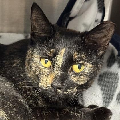 Enlarge Pancake, a Adoptable mixed breed in Venice, FL image 2/3