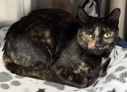 Enlarge Pancake, a Adoptable mixed breed in Venice, FL image 3/3