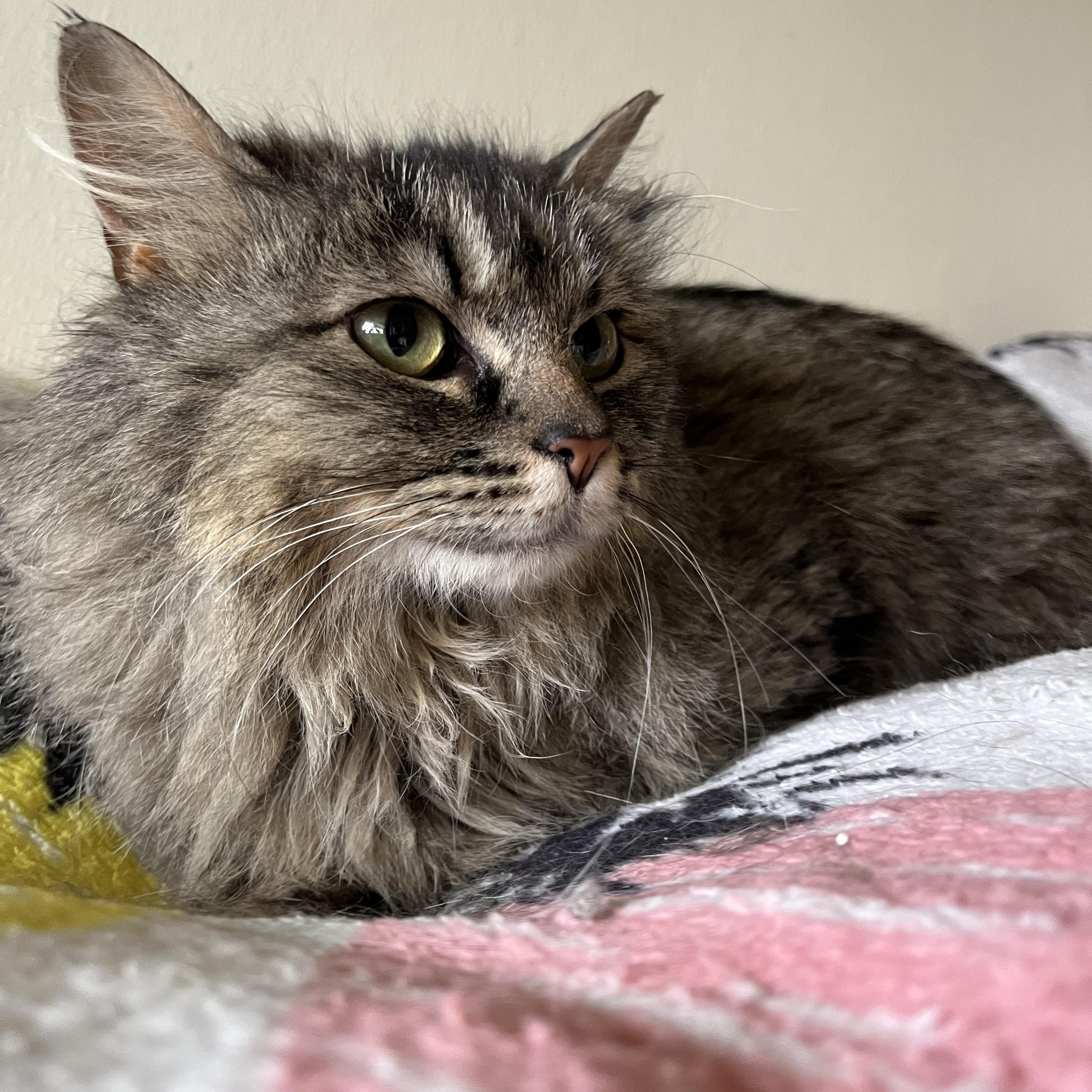 Sabrina the bobtail sweetheart, a Adoptable Domestic Long Hair in Moline, IL image 1/4