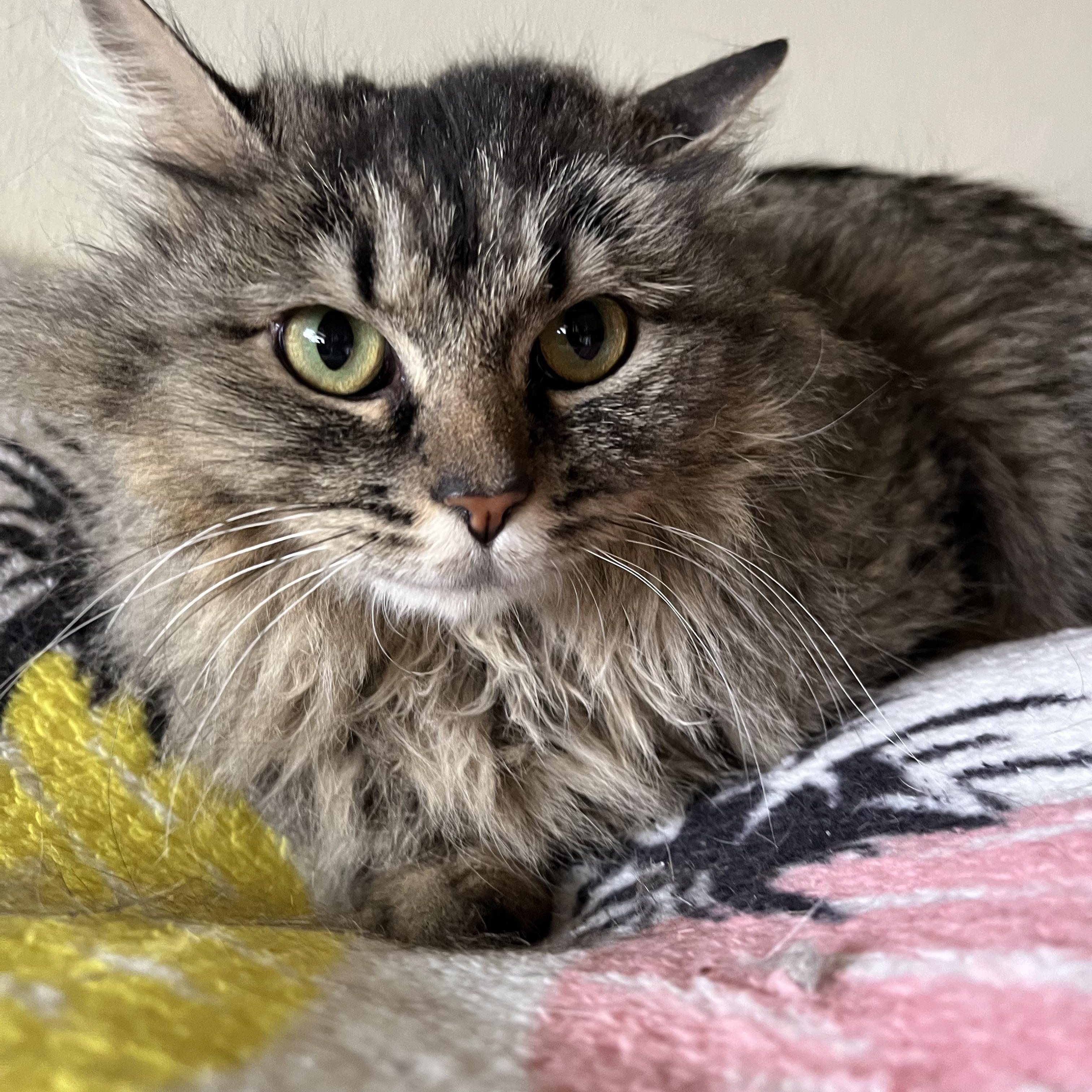 Sabrina the bobtail sweetheart, a Adoptable Domestic Long Hair in Moline, IL image 4/4