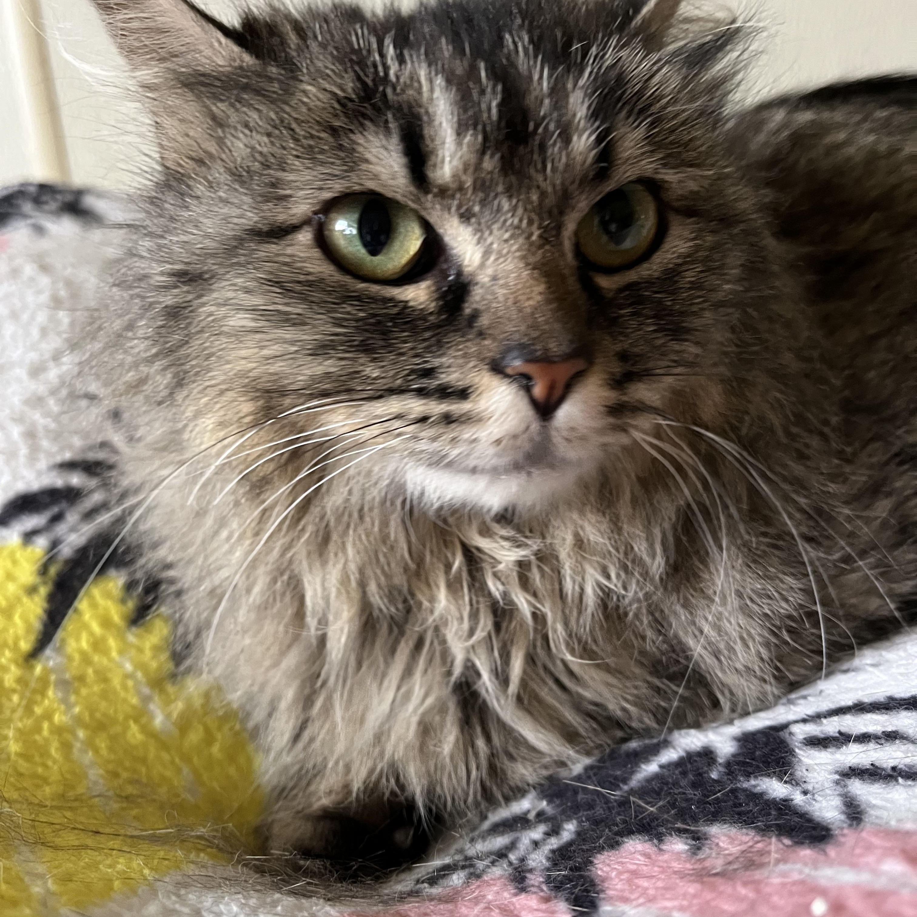 Sabrina the bobtail sweetheart, a Adoptable Domestic Long Hair in Moline, IL image 3/4