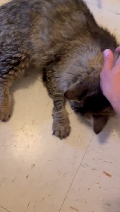 Enlarge Sabrina the bobtail sweetheart, a Adoptable Domestic Long Hair in Moline, IL video 2/4