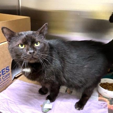 Enlarge Tyson, a Adoptable Domestic Short Hair in Novelty, OH image 1/4