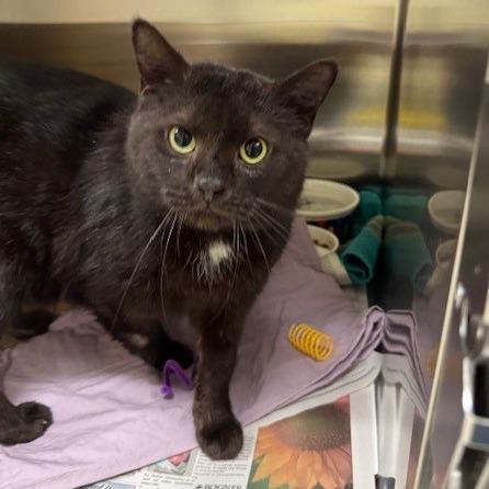 Enlarge Tyson, a Adoptable Domestic Short Hair in Novelty, OH image 2/4