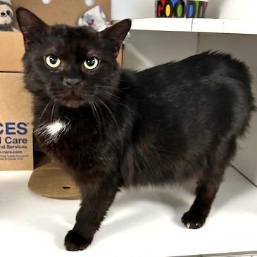 Enlarge Tyson, a Adoptable Domestic Short Hair in Novelty, OH image 4/4