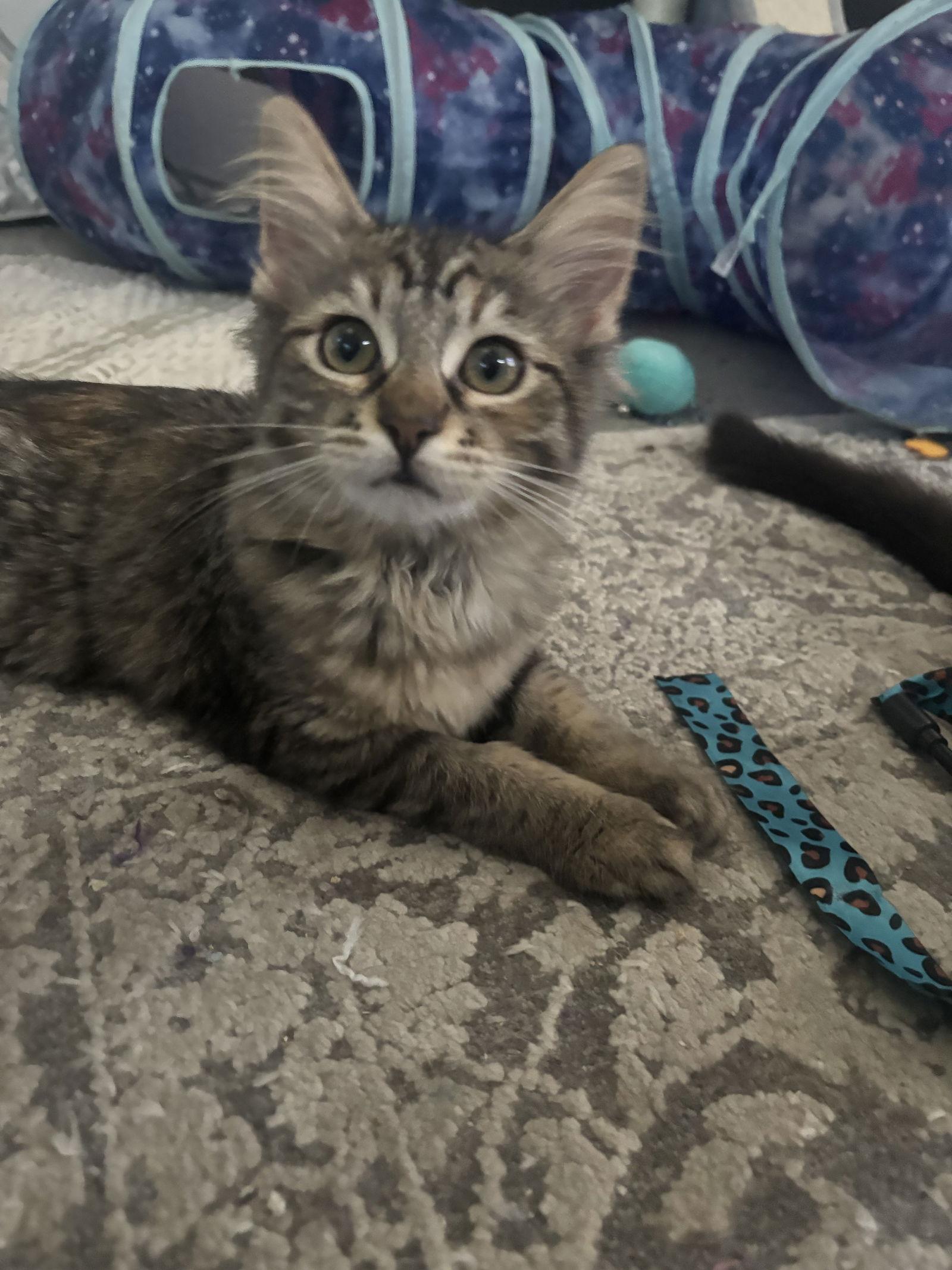 Madeleine (bonded with Cupcake), Adopted, Kitten Female Torbie & Domestic Long Hair.