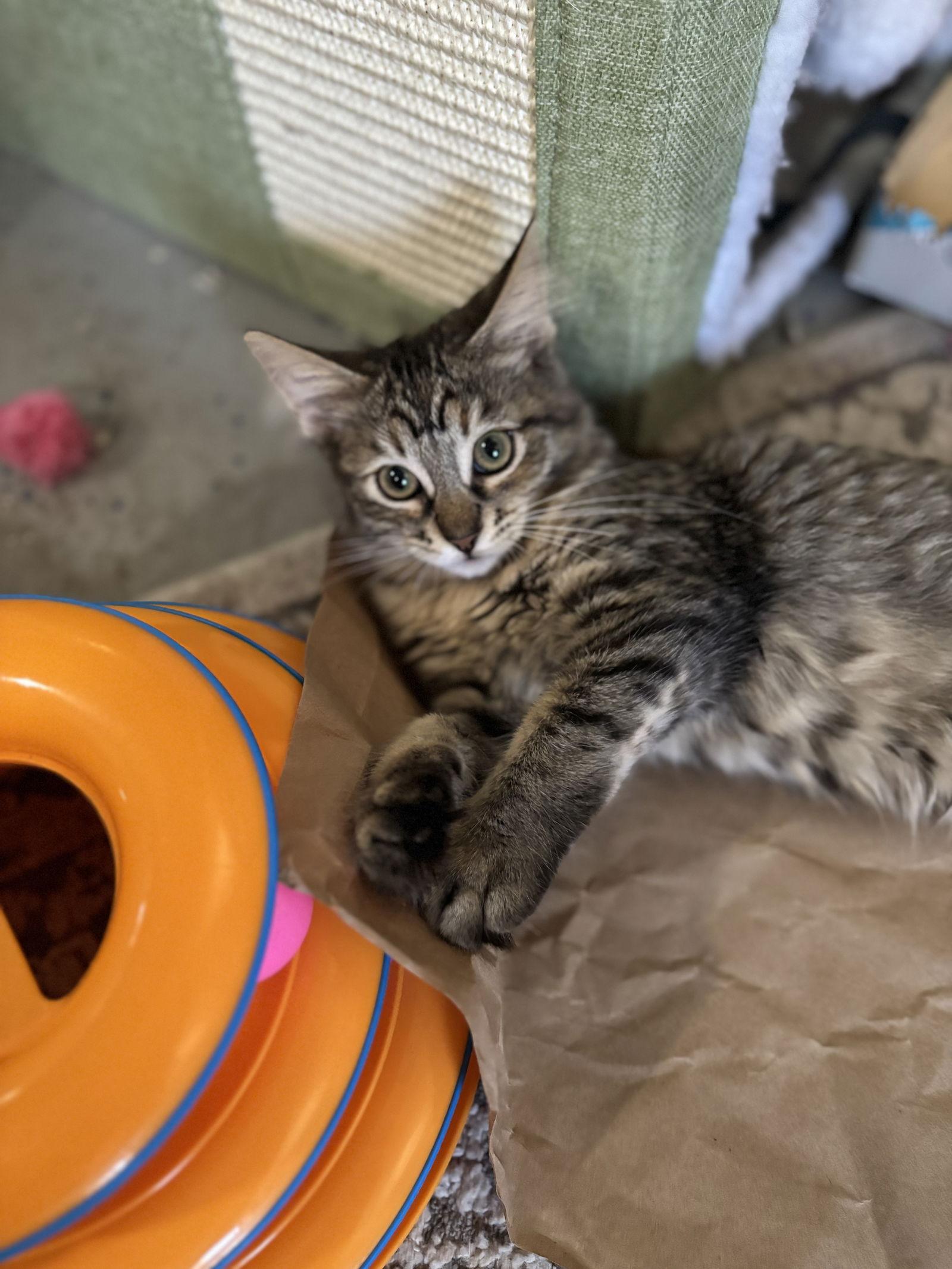 Enlarge Madeleine (bonded with Cupcake), a Adopted mixed breed in San Jose, CA image 2/3