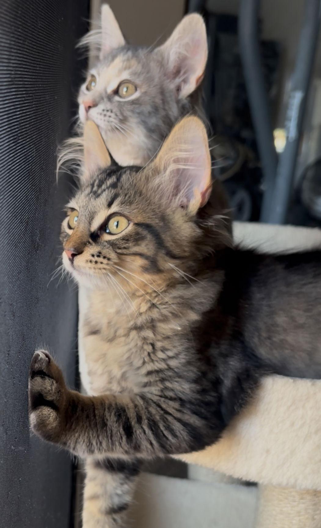 Enlarge Madeleine (bonded with Cupcake), a Adopted mixed breed in San Jose, CA image 3/3