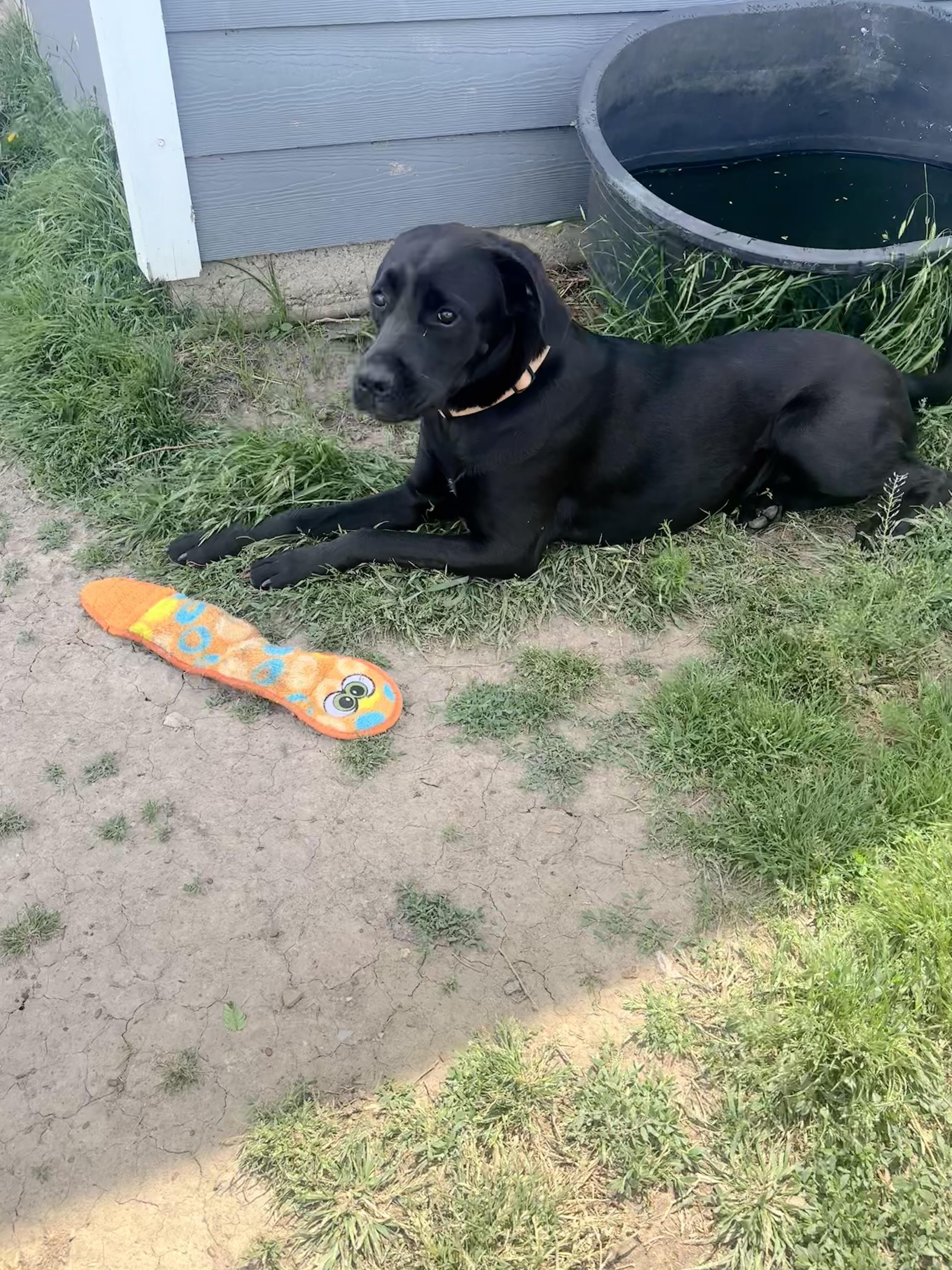 Enlarge Luna Whiliuby, a ADOPTABLE Cane Corso in Blytheville, AR image 2/3