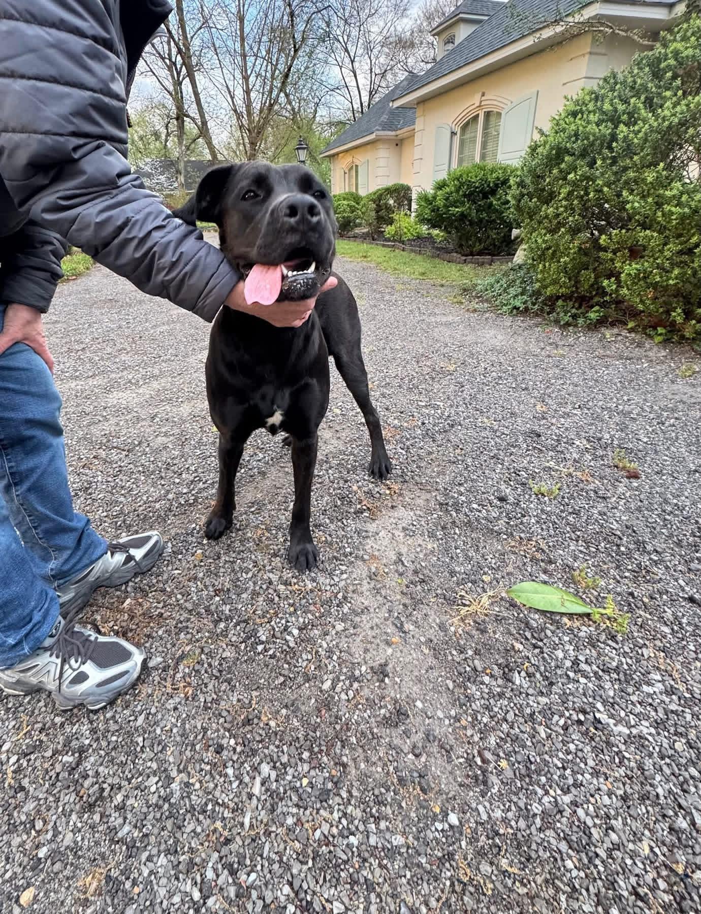 Enlarge Luna Whiliuby, a ADOPTABLE Cane Corso in Blytheville, AR image 1/3