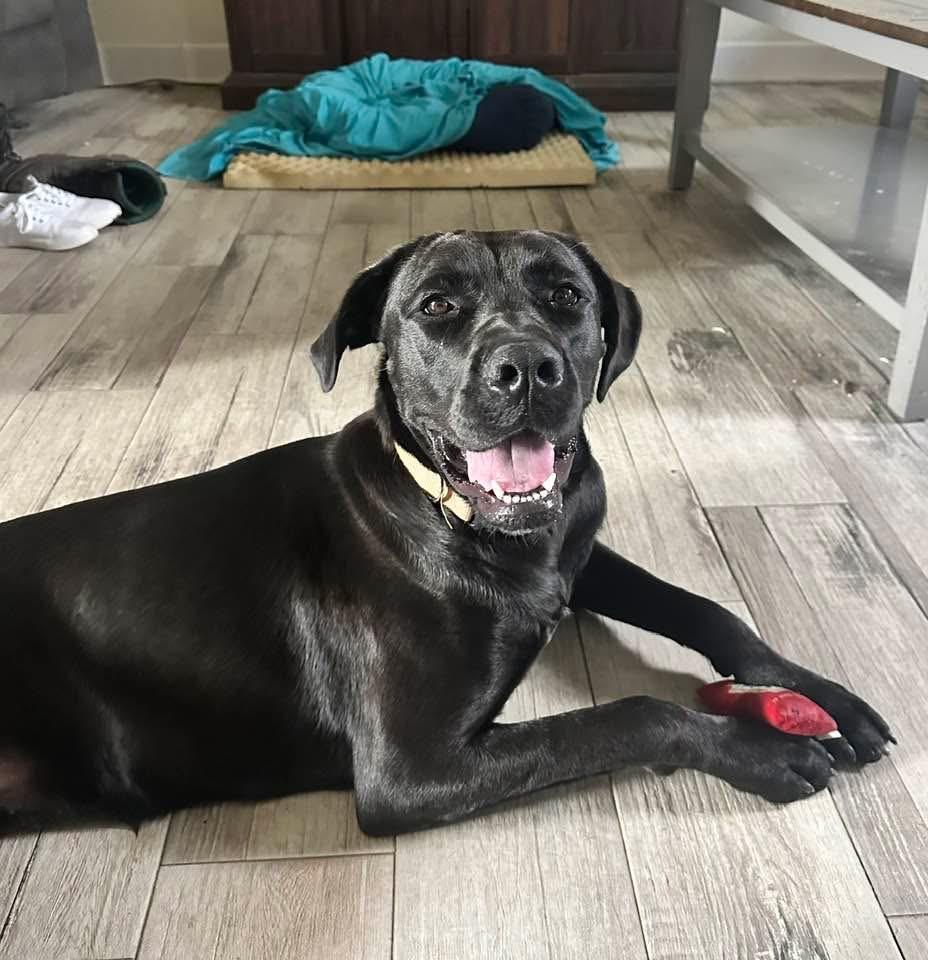 Luna Whiliuby, a ADOPTABLE Cane Corso in Blytheville, AR image 4/4