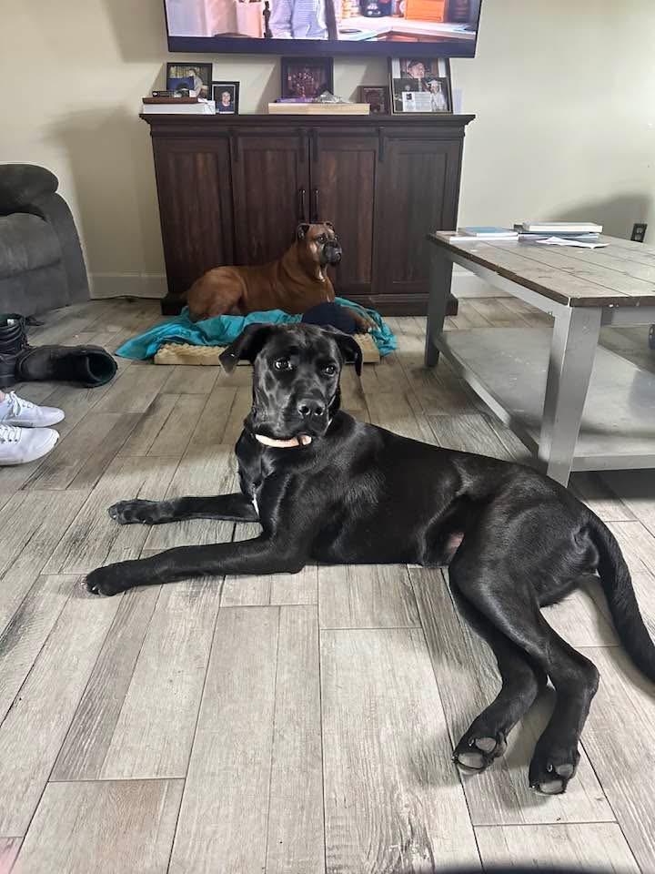 Luna Whiliuby, a ADOPTABLE Cane Corso in Blytheville, AR image 3/4