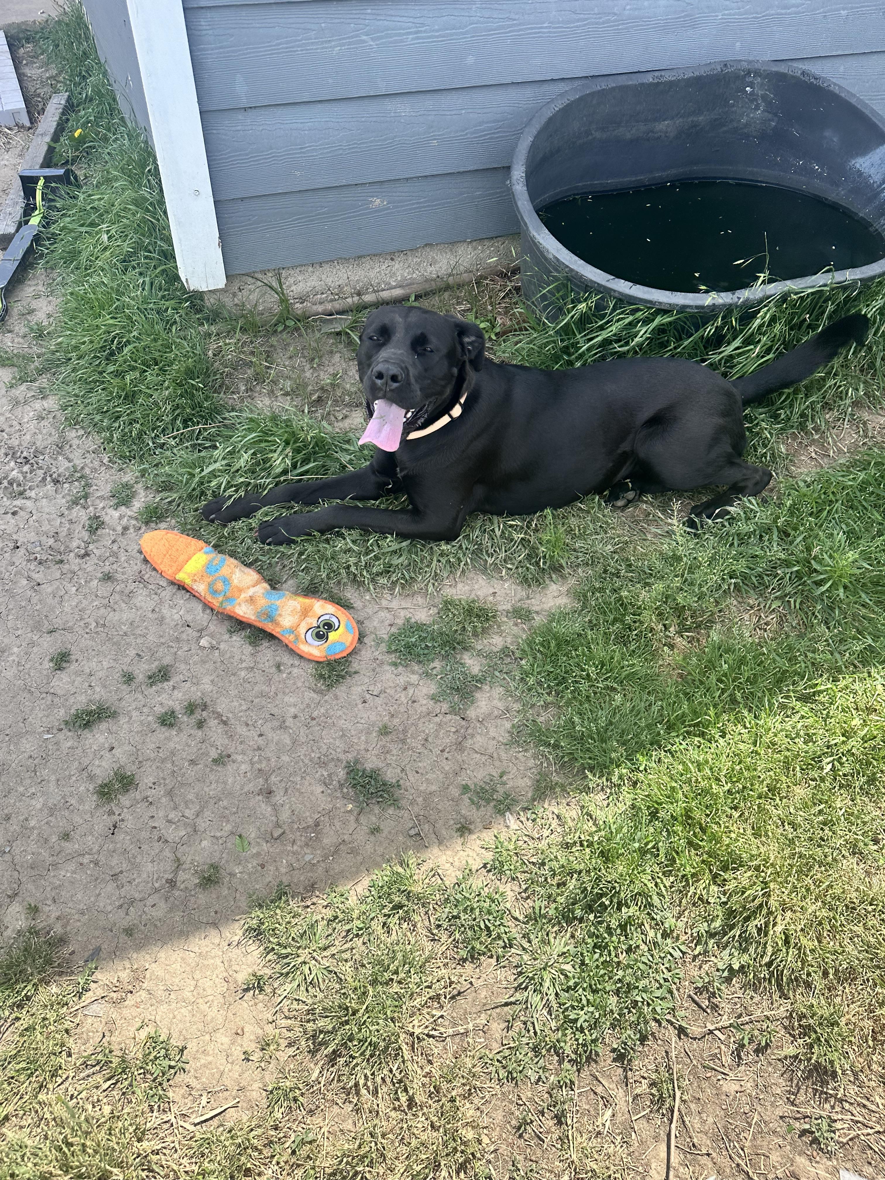 Enlarge Luna Whiliuby, a ADOPTABLE Cane Corso in Blytheville, AR image 3/3
