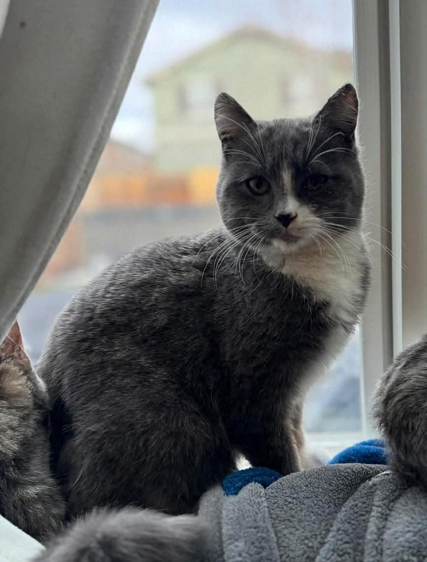 Enlarge Gwen Stacy, an adopted Domestic Short Hair in Reno, NV image 1/3