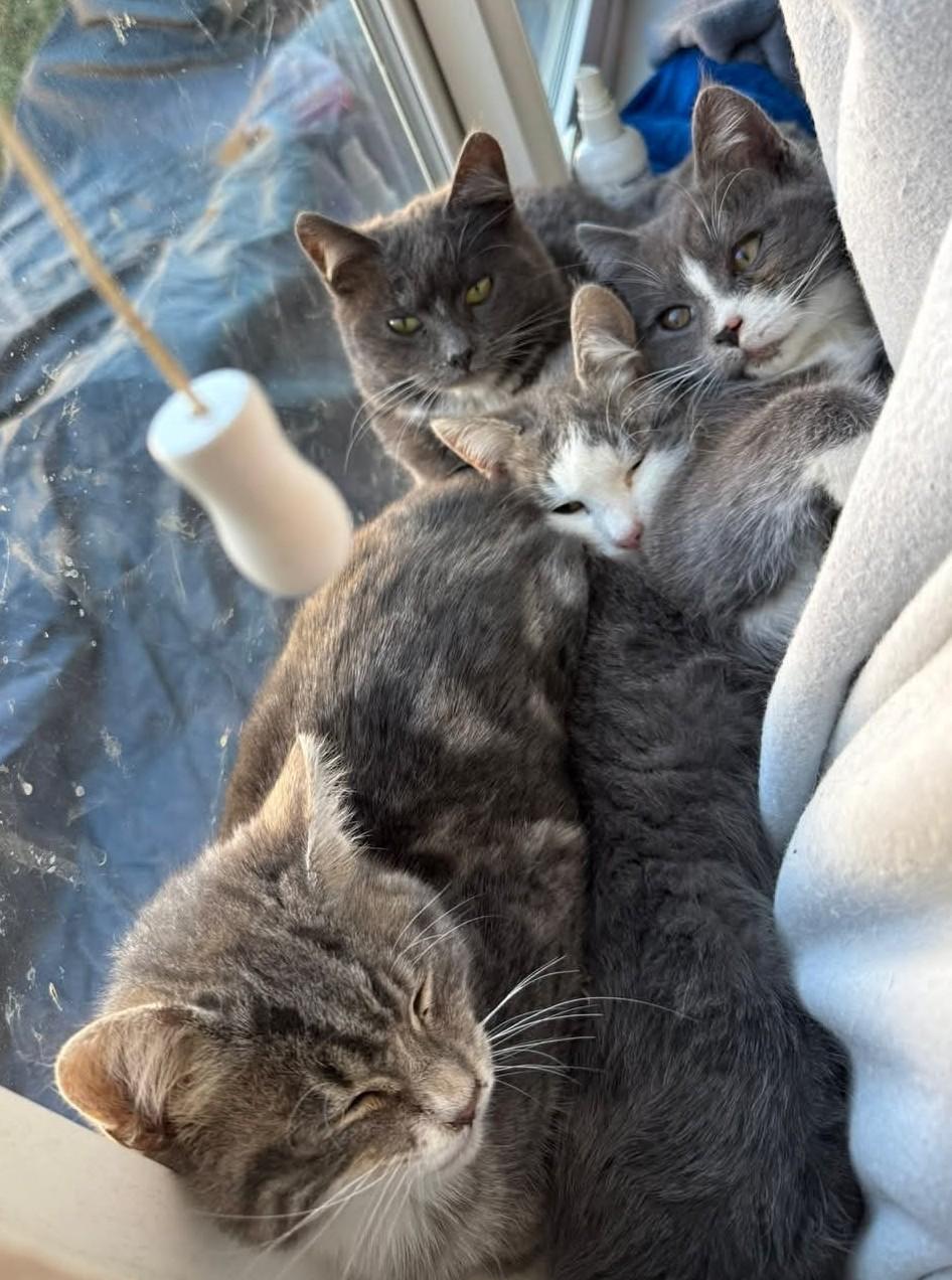 Enlarge Gwen Stacy, an adopted Domestic Short Hair in Reno, NV image 3/3