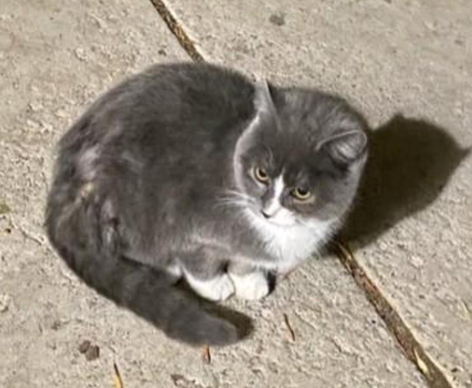 Enlarge Gwen Stacy, an adopted Domestic Short Hair in Reno, NV image 2/3