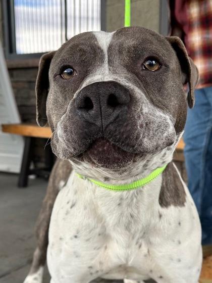 Enlarge Bombo, a Adoptable mixed breed in Yakima, WA image 1/6