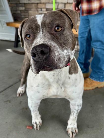 Enlarge Bombo, a Adoptable mixed breed in Yakima, WA image 5/6