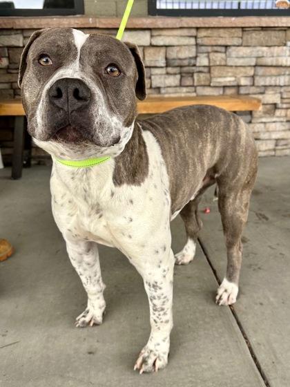 Enlarge Bombo, a Adoptable mixed breed in Yakima, WA image 6/6