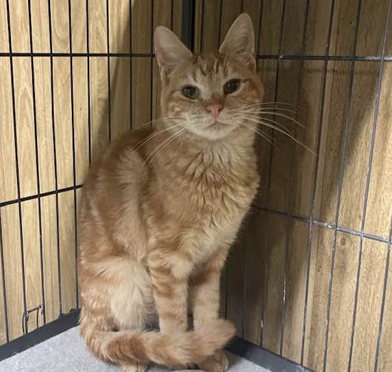 TANGE, an adopted Domestic Short Hair in Vacaville, CA_image-1
