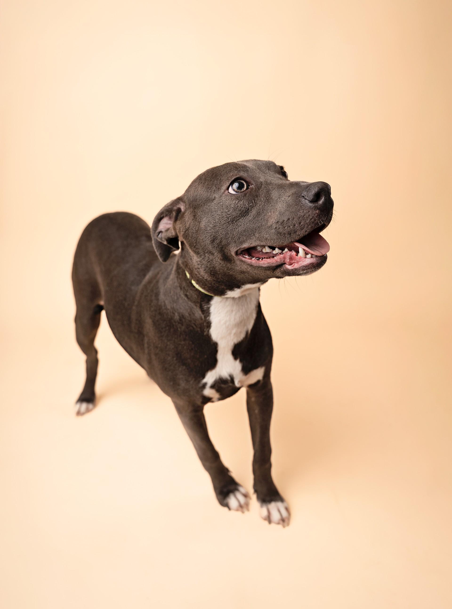Shirley, ADOPTABLE, Young Female Catahoula Leopard Dog & Pit Bull Terrier.
