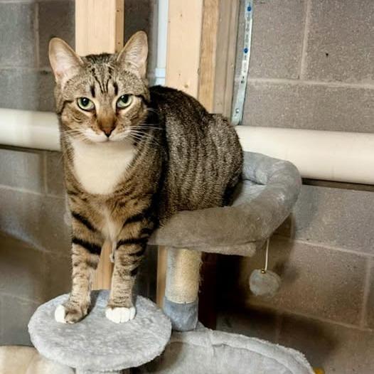 Enlarge Nutmeg, a Adoptable American Shorthair in Pocono Summit, PA image 1/6