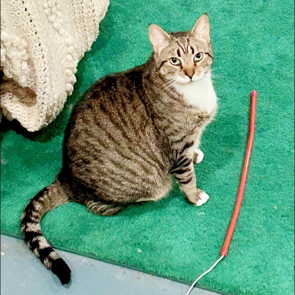 Enlarge Nutmeg, a Adoptable American Shorthair in Pocono Summit, PA image 2/6