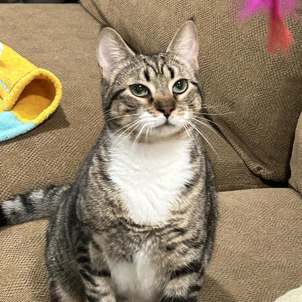 Enlarge Nutmeg, a Adoptable American Shorthair in Pocono Summit, PA image 4/6