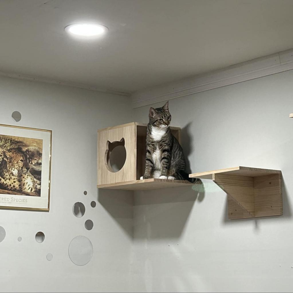 Enlarge Nutmeg, a Adoptable American Shorthair in Pocono Summit, PA image 5/6