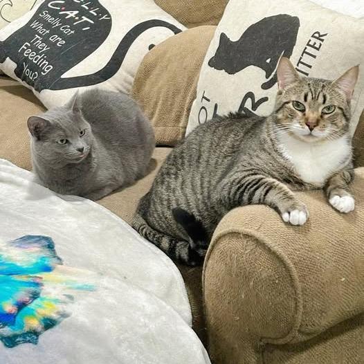 Enlarge Nutmeg, a Adoptable American Shorthair in Pocono Summit, PA image 6/6