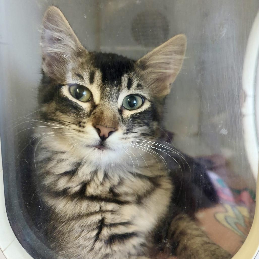 Dazzle, Adoptable, Kitten Female Domestic Short Hair.