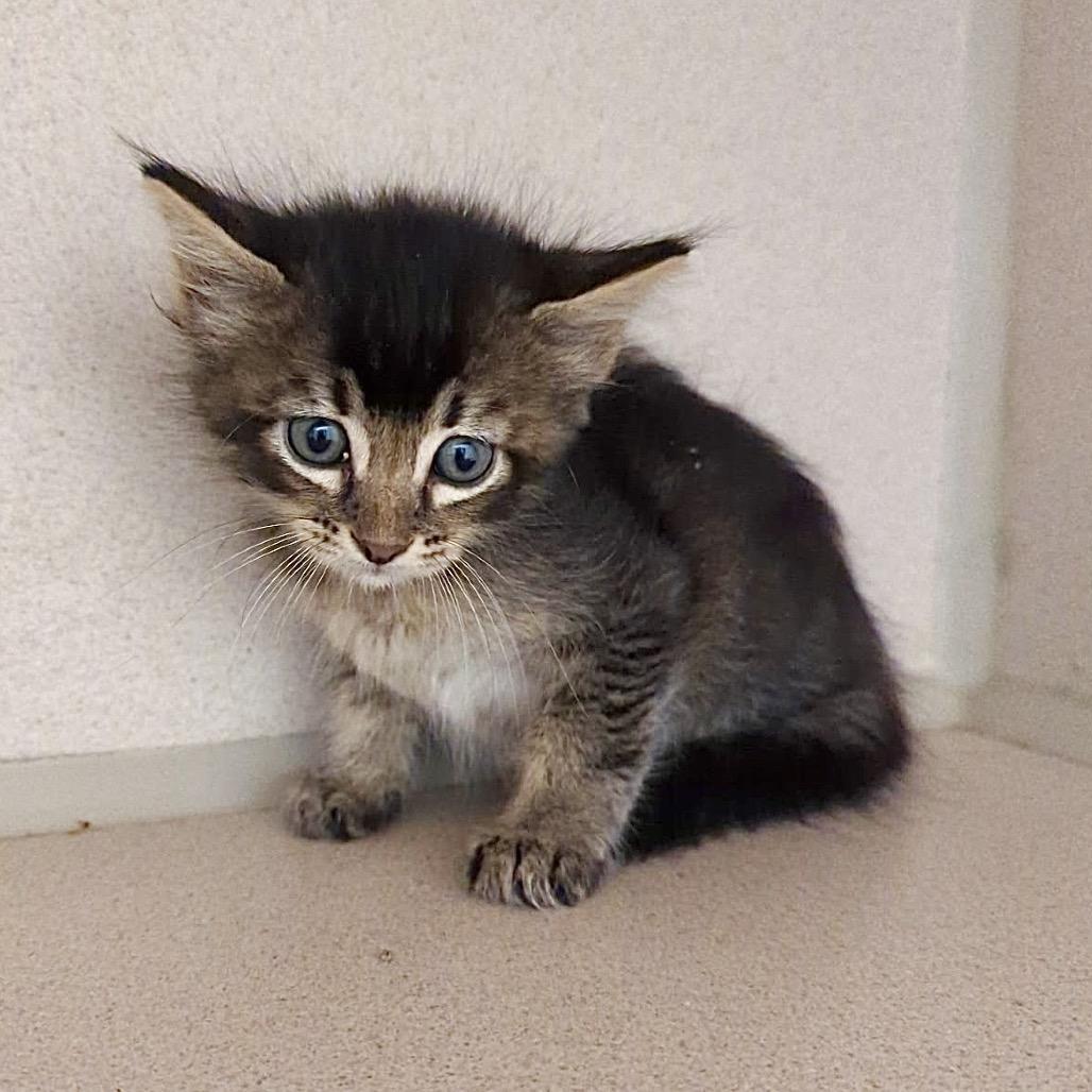 Enlarge Dazzle, a Adoptable Domestic Short Hair in Denison, TX image 2/2