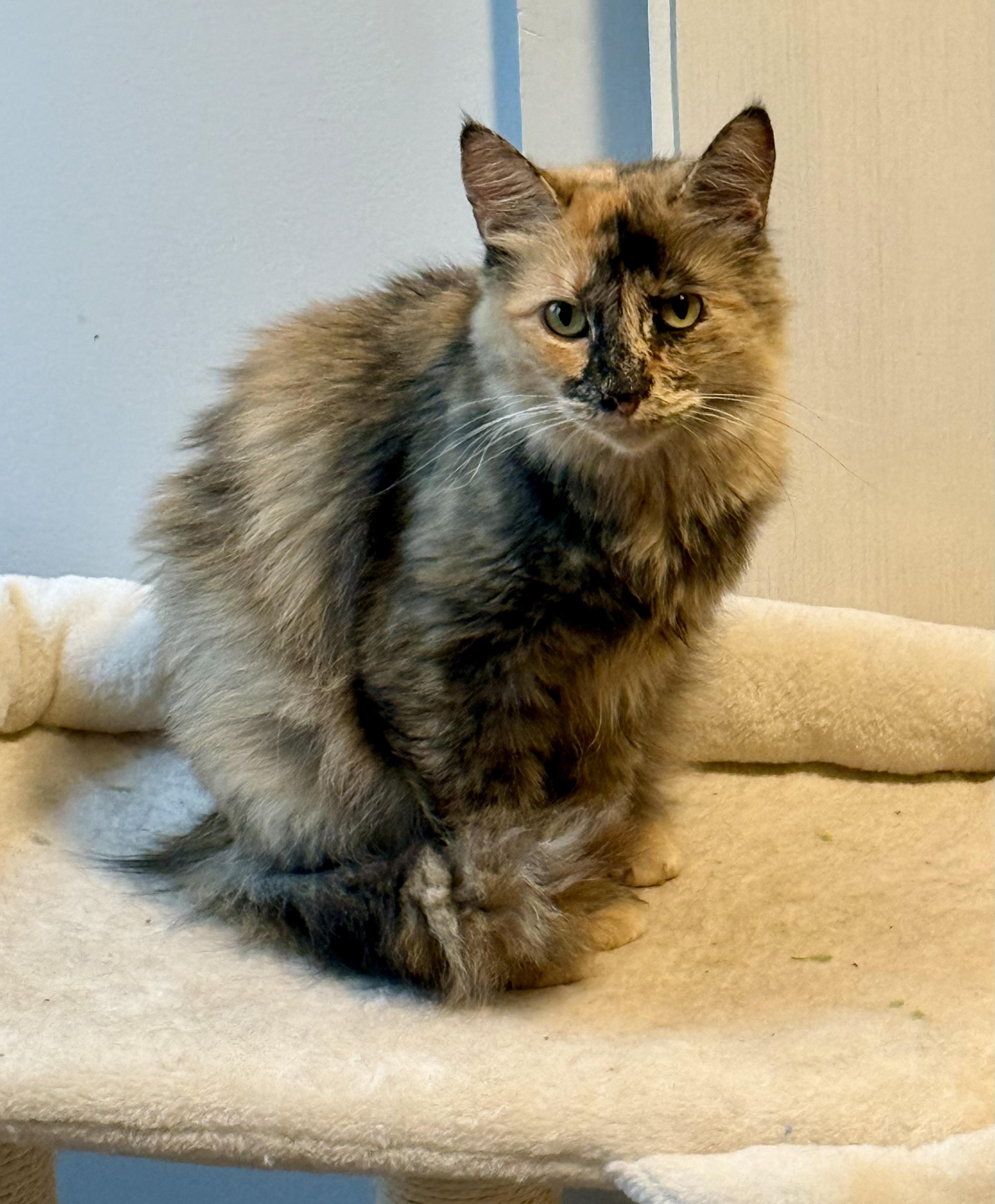 Carmelo, a Adoptable Dilute Tortoiseshell in Johnson City, TN image 2/4