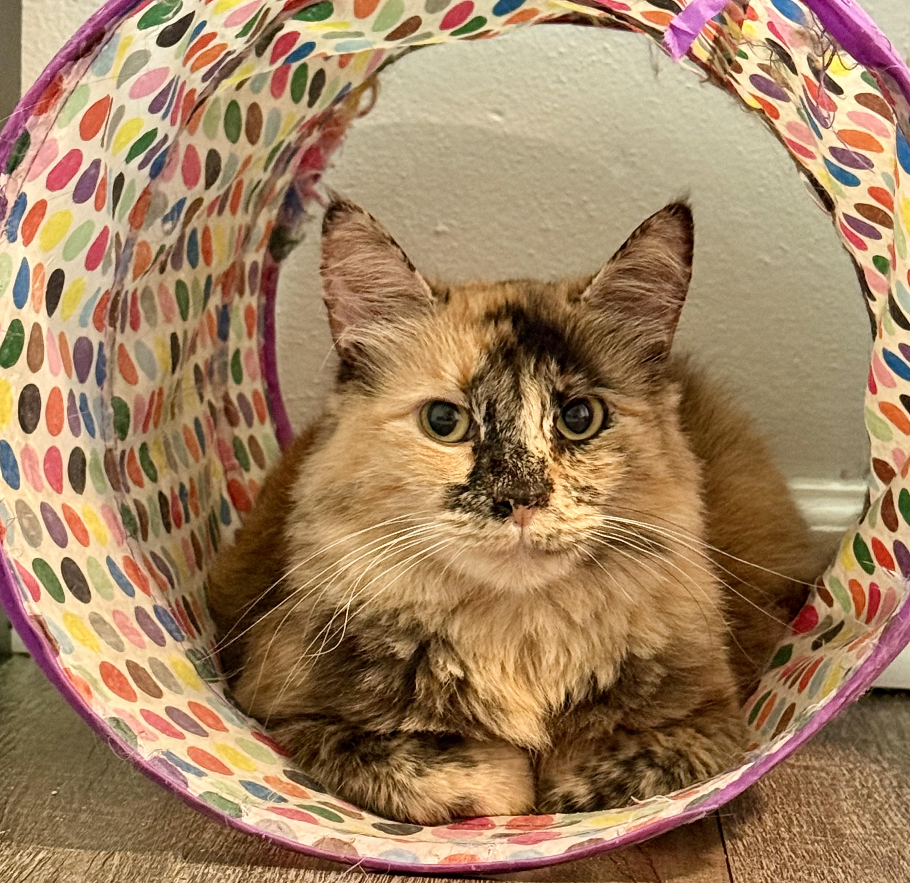 Carmelo, Adoptable, Adult Female Dilute Tortoiseshell.