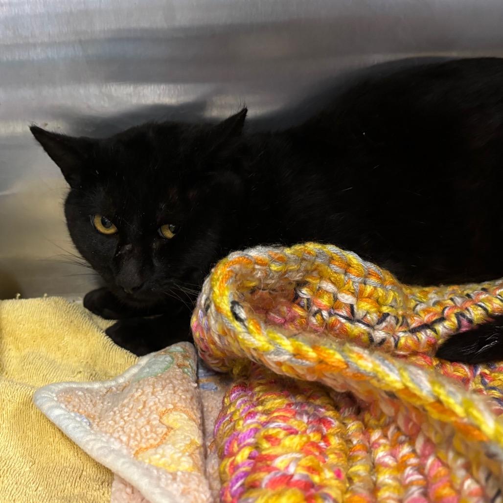 Bagheera, Adoptable, Young Male Domestic Short Hair.
