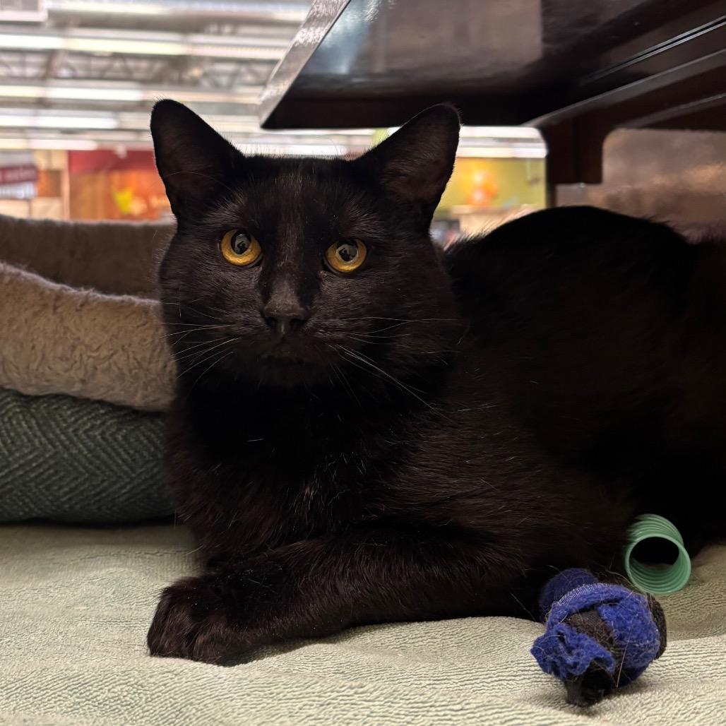 Enlarge Bagheera, a Adoptable Domestic Short Hair in Morgan Hill, CA image 2/2