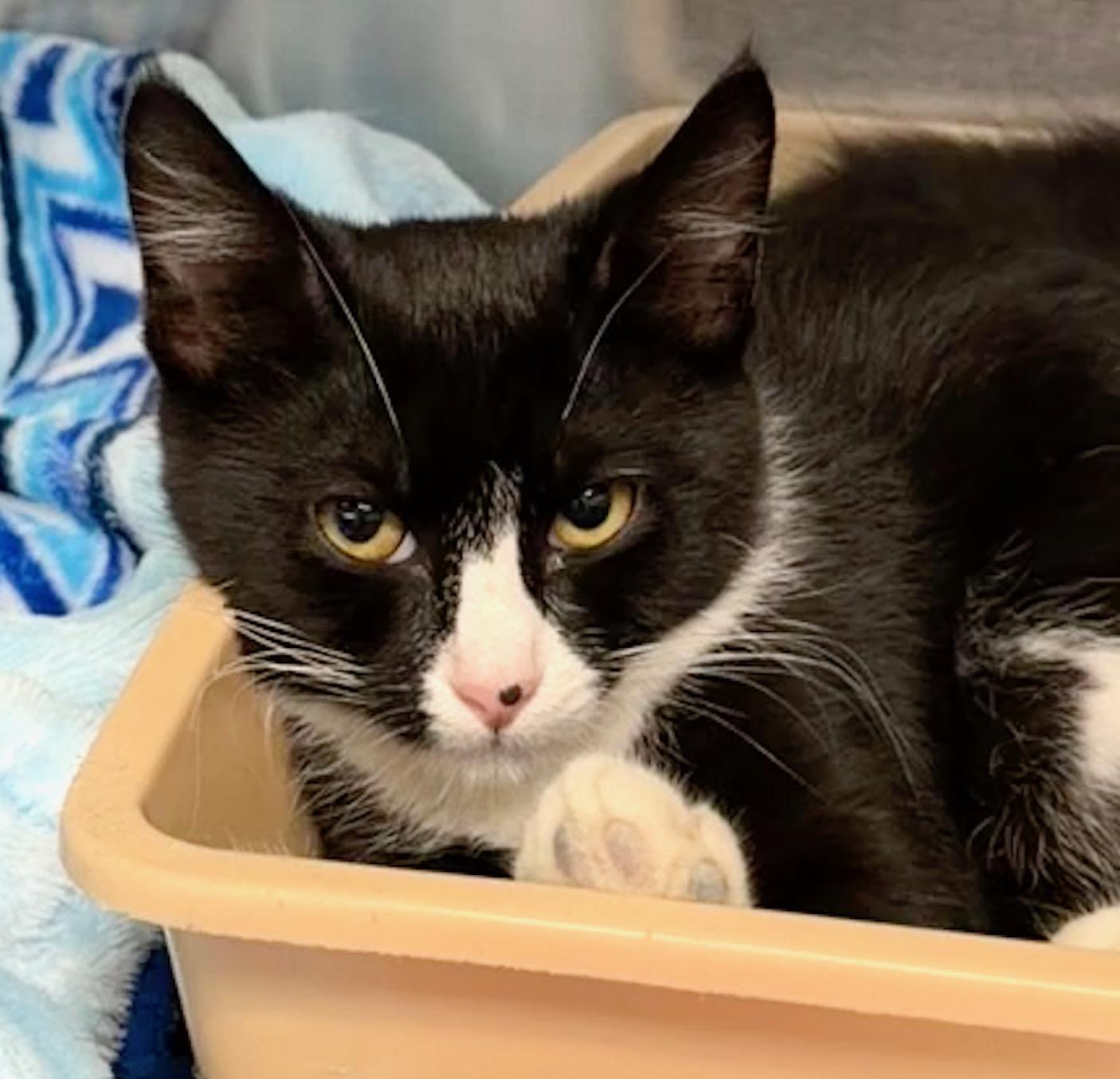 Freckles, a ADOPTABLE Domestic Short Hair in Wantagh, NY image 2/2
