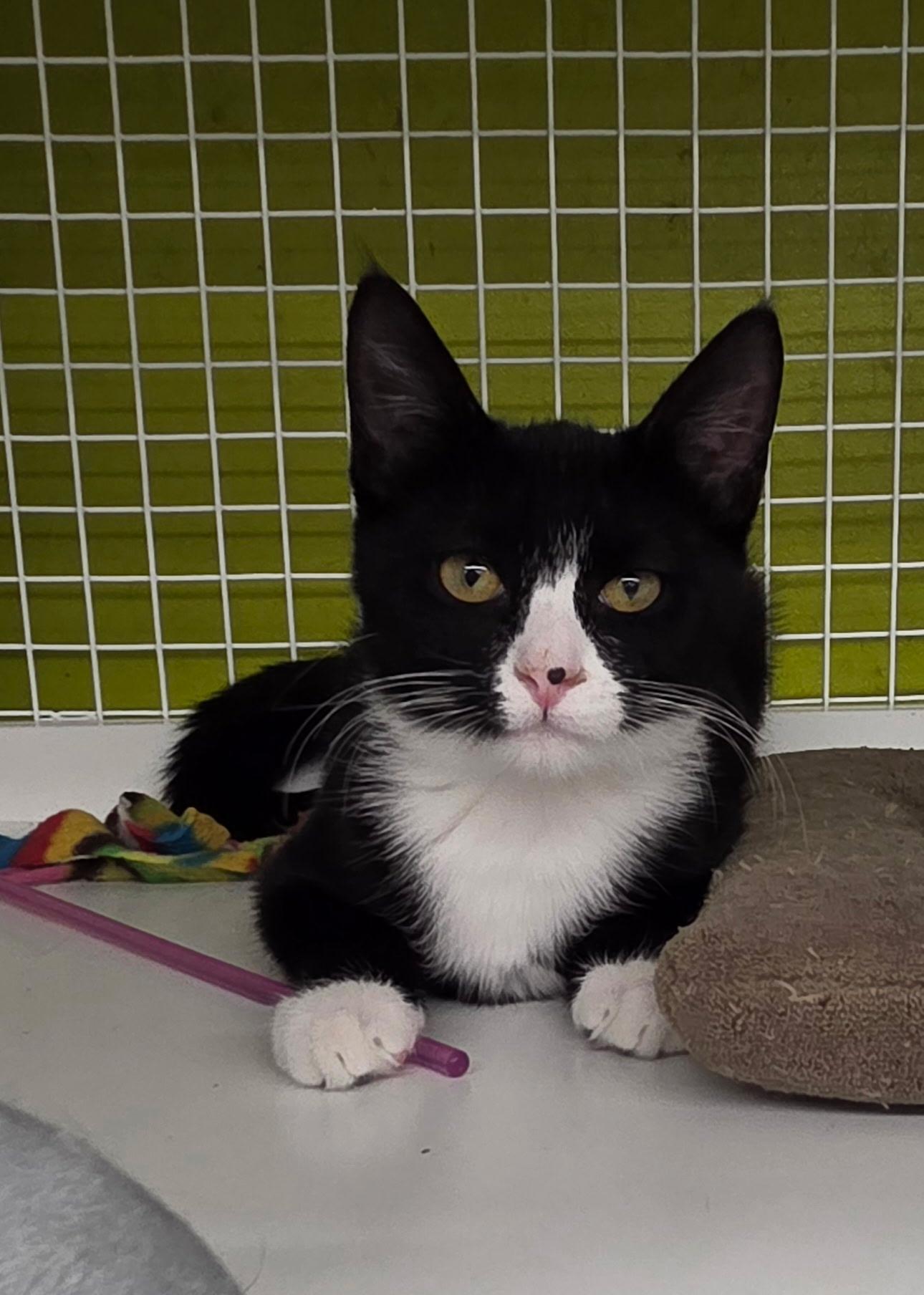 Freckles, ADOPTABLE, Kitten Female Domestic Short Hair.