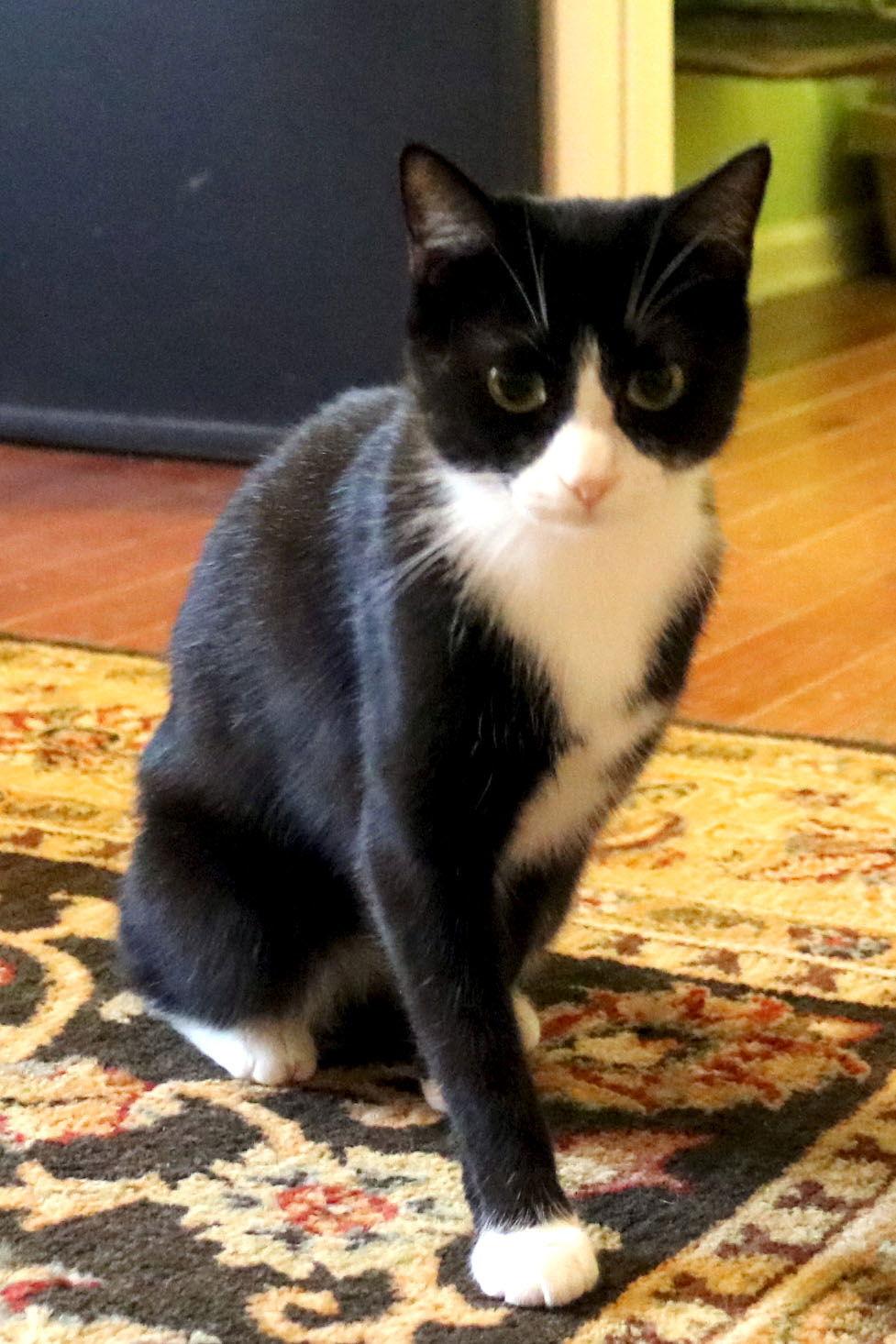 Enlarge Pip, a Adoptable Domestic Short Hair in Buford, GA image 1/3