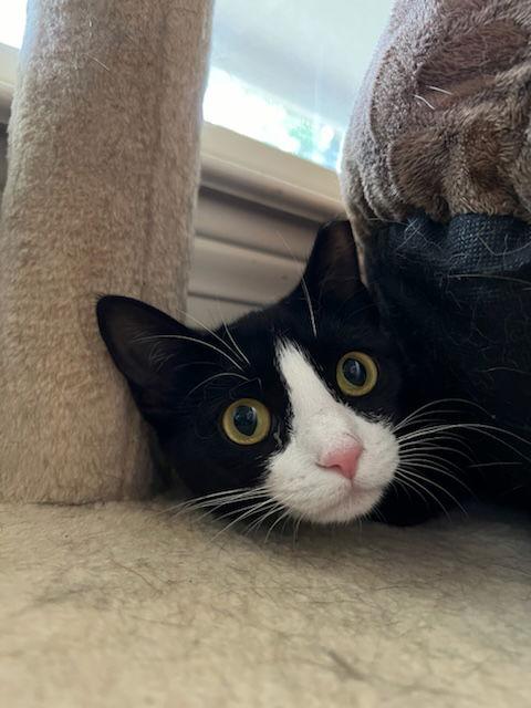 Enlarge Pip, a Adoptable Domestic Short Hair in Buford, GA image 2/3