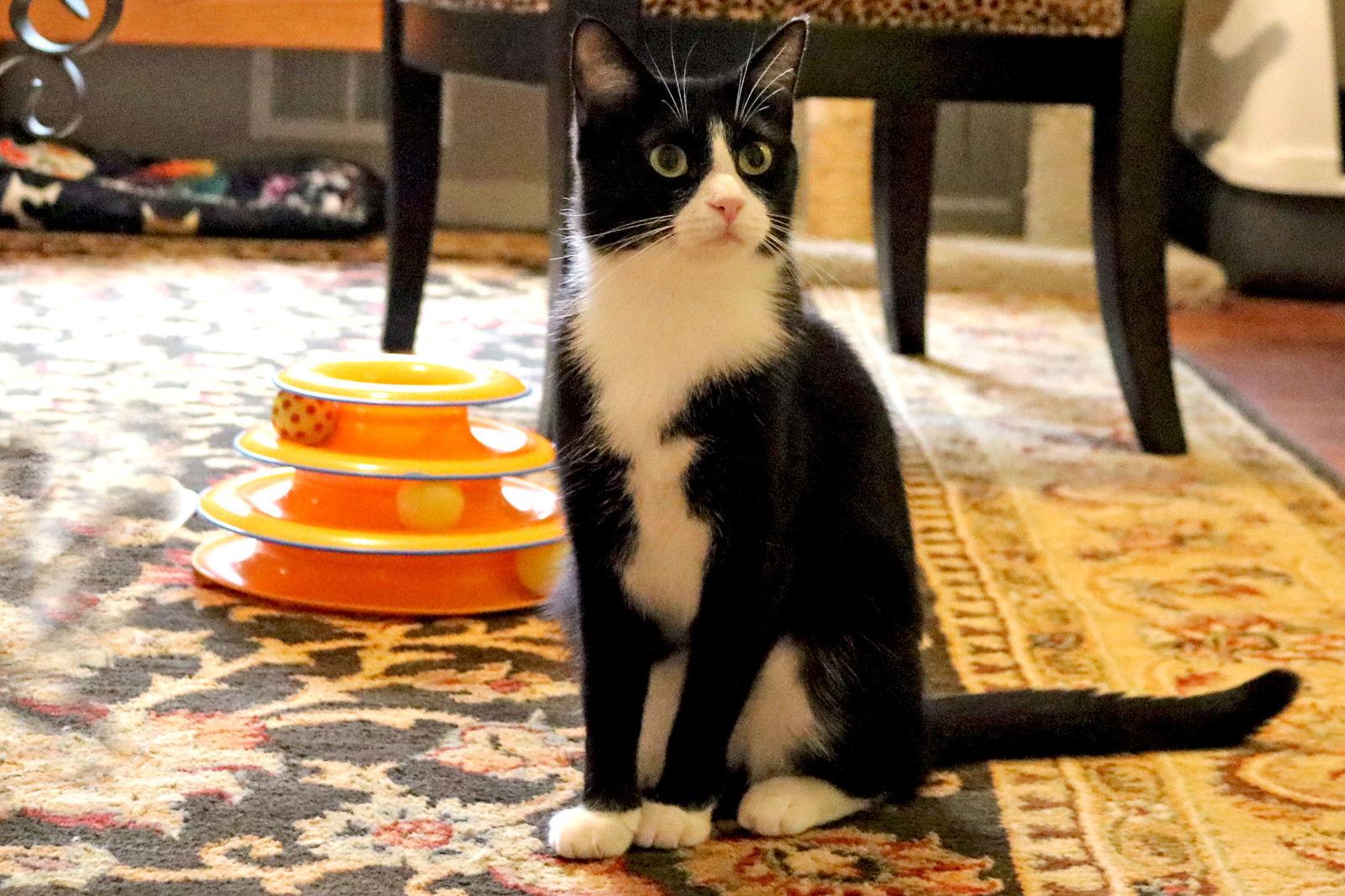 Enlarge Pip, a Adoptable Domestic Short Hair in Buford, GA image 3/3