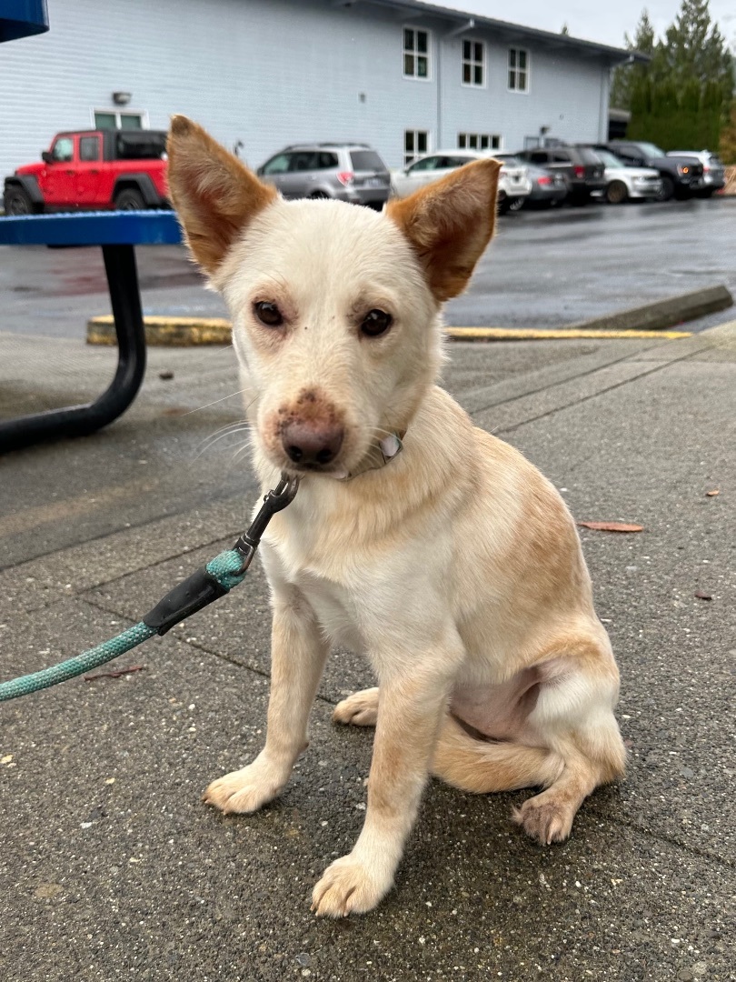 Olivia , Adopted, Young Female Shepherd & Mixed Breed.