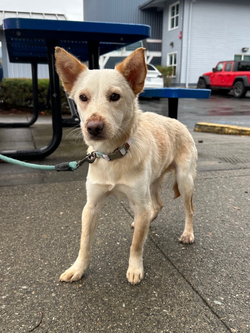 Olivia , a Adopted mixed breed in Olympia, WA image 2/6