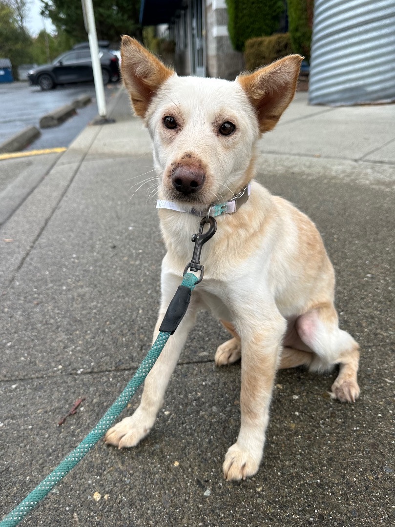 Olivia , a Adopted mixed breed in Olympia, WA image 3/6