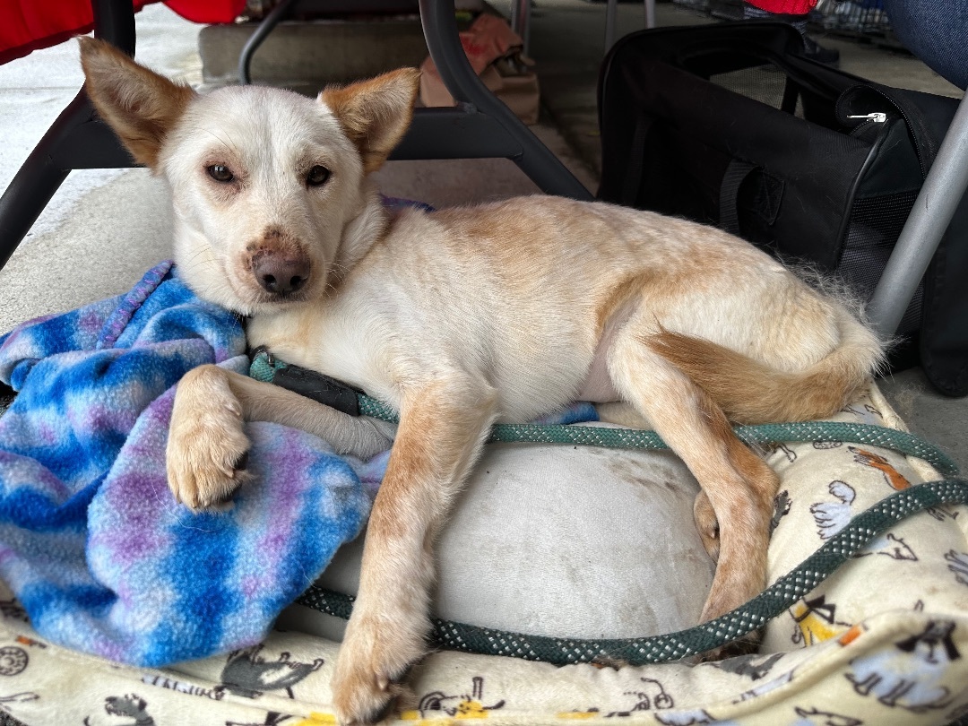 Olivia , a Adopted mixed breed in Olympia, WA image 4/6