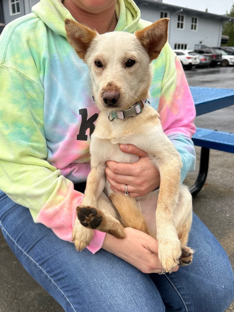 Olivia , a Adopted mixed breed in Olympia, WA image 5/6