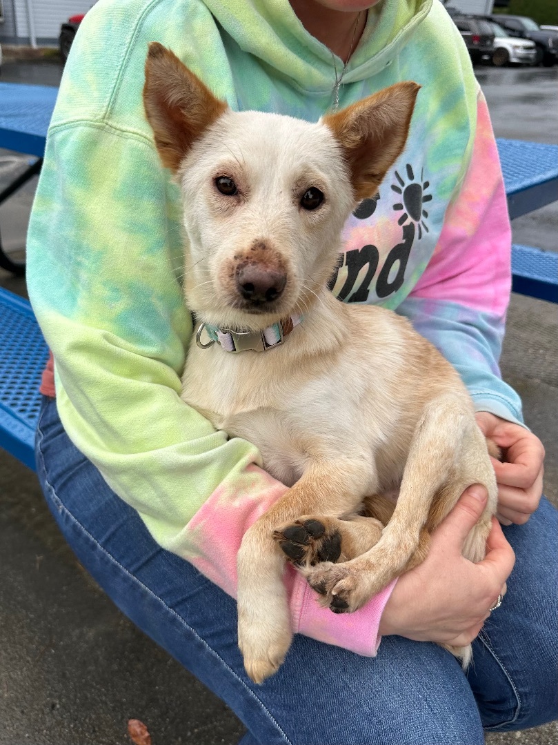 Olivia , a Adopted mixed breed in Olympia, WA image 6/6