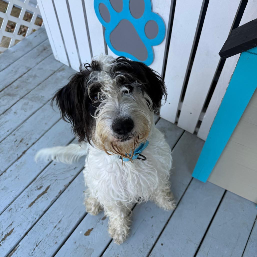 Enlarge Jenny, a Adoptable Standard Poodle in Erie, PA image 1/4