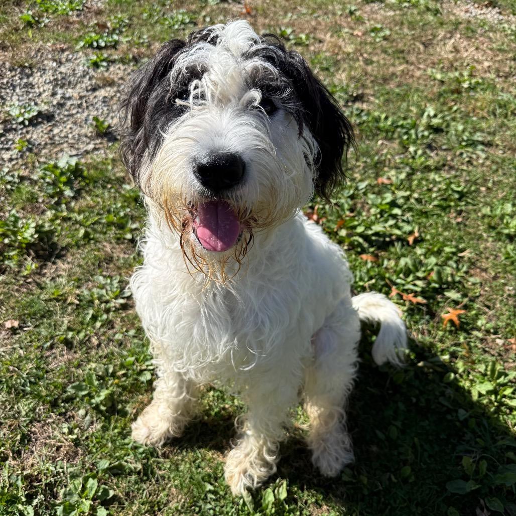 Enlarge Jenny, a Adoptable Standard Poodle in Erie, PA image 2/4